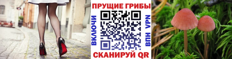 Псилоцибиновые грибы прущие грибы  купить   omg как войти  Невьянск 